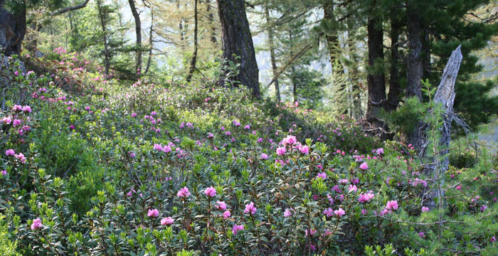 Rhododendron Valais © Philippe Werner