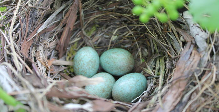 Eier in einem Nest einer Amsel © Amina Clénin