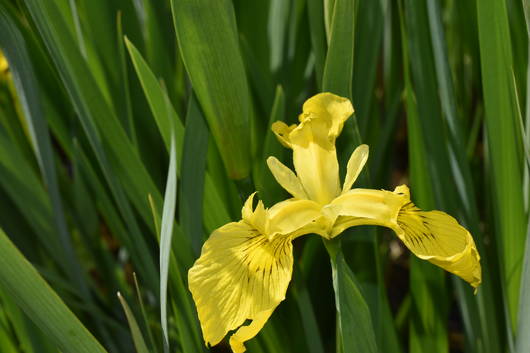 Gelbe Schwertlilie (lat. Iris pseudacorus)